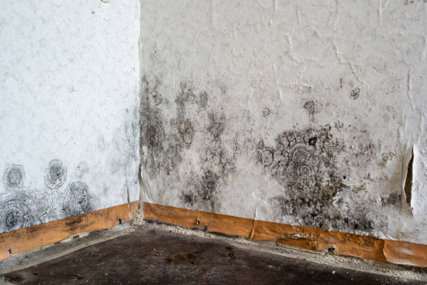 Best Best Mold Removal Companies  in USA